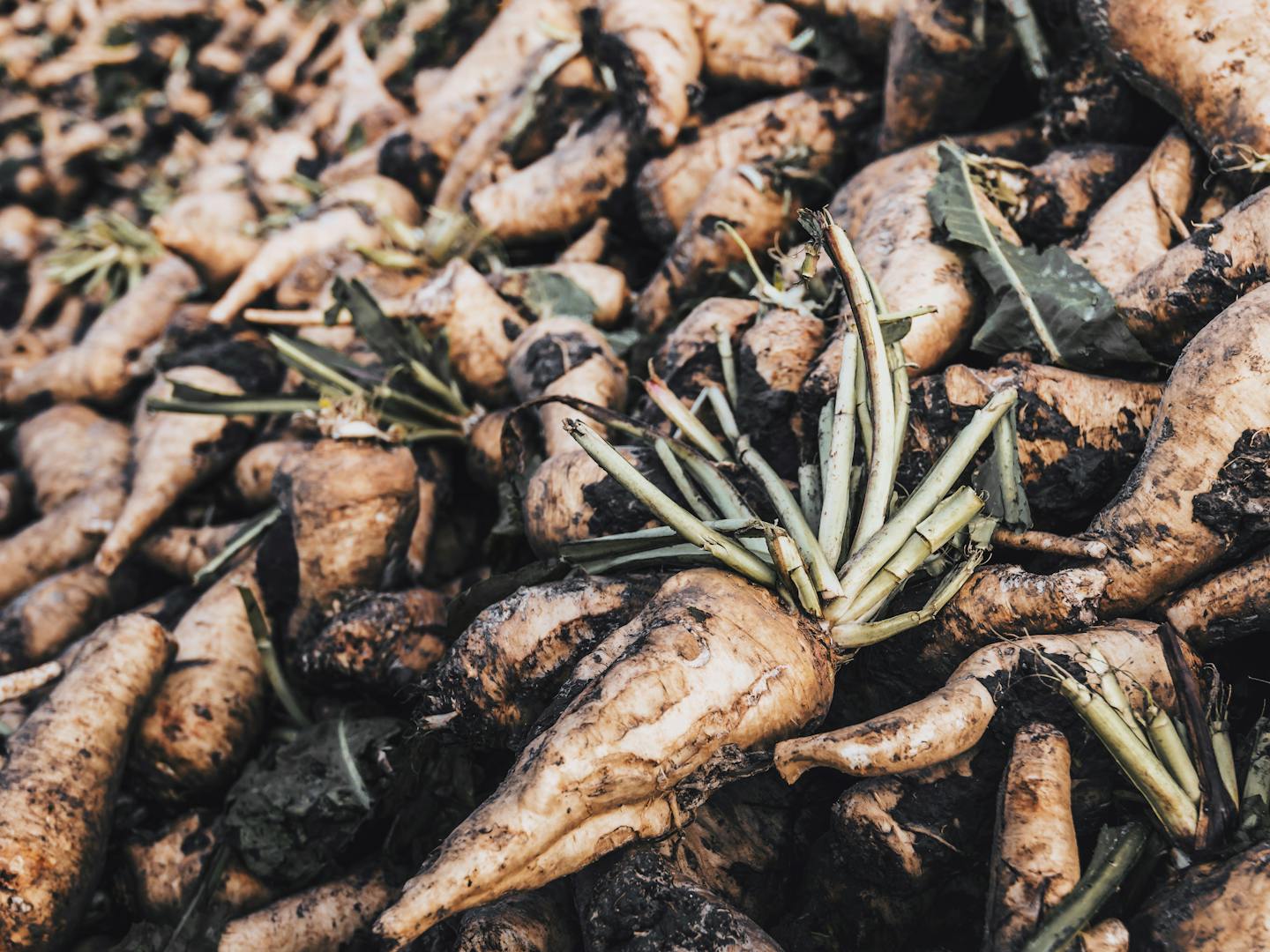 NEOH Ingredients / NEOHpedia: Inulin