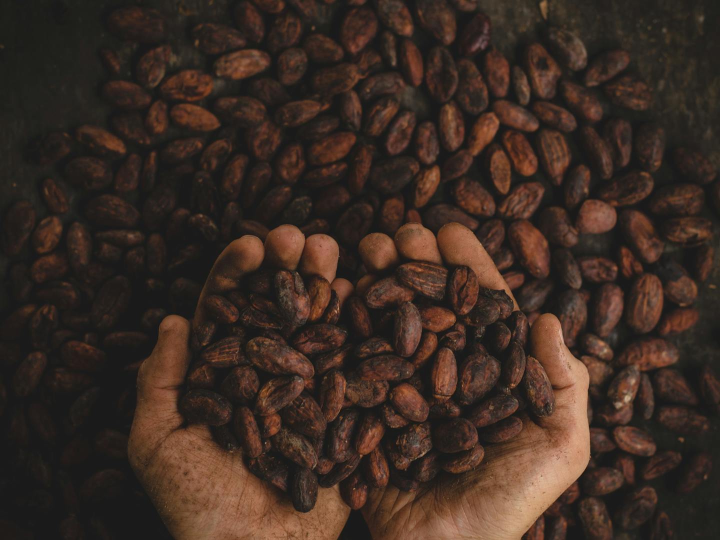 NEOH Ingredients / NEOHpedia: Cacao